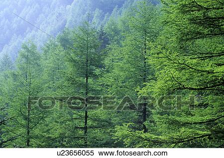 Larch Trees View Large Photo Image Stock Photography - Larch Trees. Fotosearch