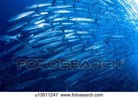 Large School of Barracuda View Large Photo Image Stock Photo - Large School of Barracuda. Fotosearch