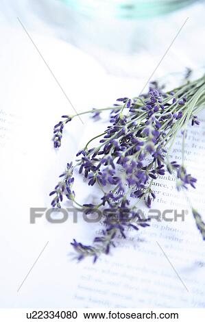 Stock Image - Lavender Flowers on Newspaper. Fotosearch