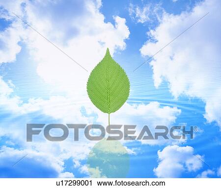 Stock Image - Leaf and sky, Digital Composite. Fotosearch