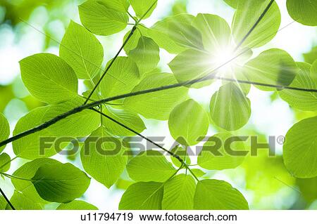 Stock Photo - Leaves on branch and sunbeam. Fotosearch