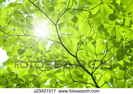 Stock Photo - Leaves on branch and sunbeam. Fotosearch