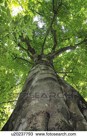 Stock Image - Low Angle View of Beech Tree. Fotosearch