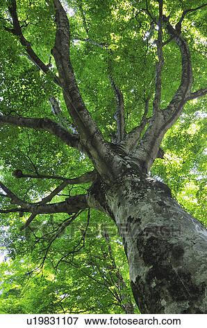 Stock Photo - Low Angle View of Beech Tree. Fotosearch