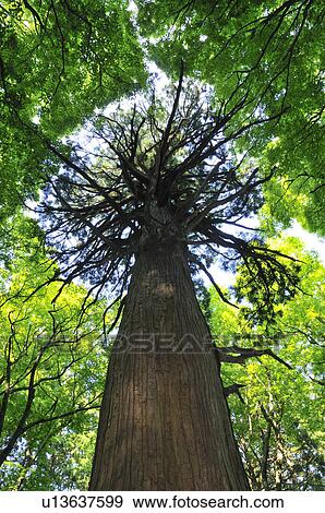 Stock Photo - Low Angle View of Japanese Cedar. Fotosearch