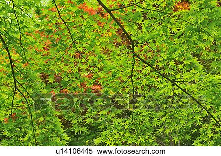 Stock Photography - Maple Leaves. Fotosearch