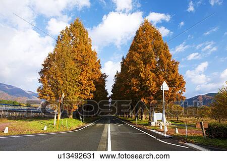 Metasequoia Lined Road View Large Photo Image Stock Image - Metasequoia Lined Road. Fotosearch