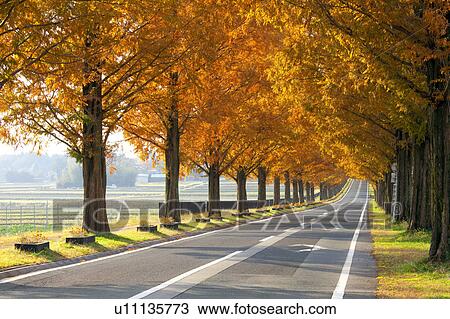 Stock Image - Metasequoia Tree Lined Road. Fotosearch