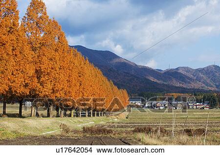 Picture - Metasequoia Trees and Fields. Fotosearch