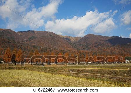 Stock Photo - Metasequoia Trees and Mountains. Fotosearch