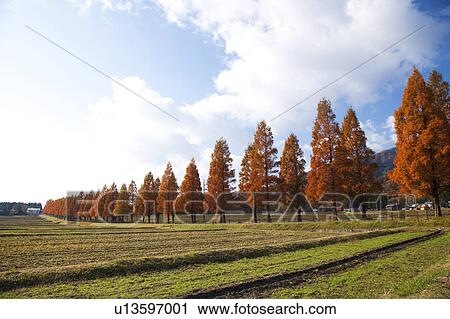 Metasequoia Trees by Fields View Large Photo Image Stock Image - Metasequoia Trees by Fields. Fotosearch