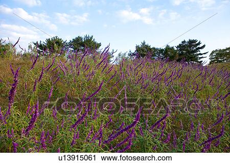 Mexican Bush View Large Photo Image Stock Image - Mexican Bush. Fotosearch