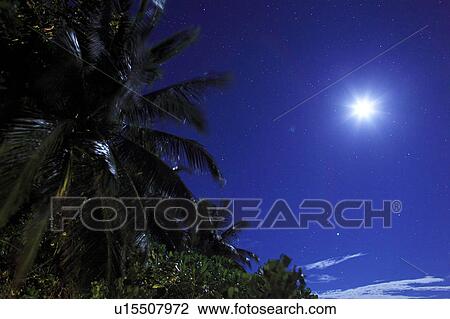 Moon Over Palm Tree View Large Photo Image Stock Image - Moon Over Palm Tree. Fotosearch