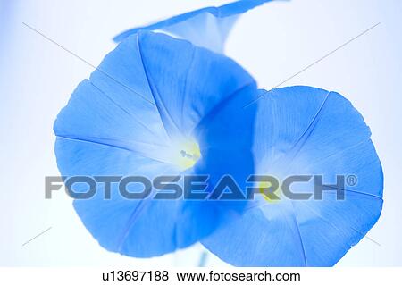 Morning glory View Large Photo Image Stock Photo - Morning glory. Fotosearch