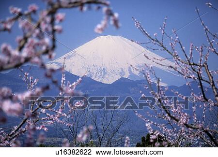 Mount Fuji and Plum Blossoms View Large Photo Image Stock Image - Mount Fuji and Plum Blossoms. Fotosearch