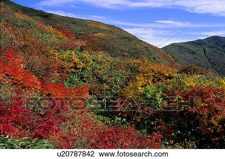 Stock Image - Mount Makihata in Autumn. Fotosearch