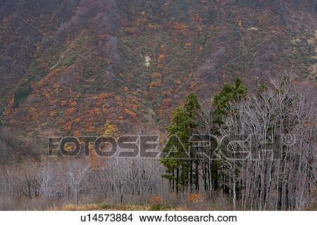 Picture - Mountain and Forest in Autumn. Fotosearch