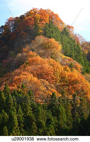 Stock Photo - Mountain Top Covered in Autumnal Trees. Fotosearch