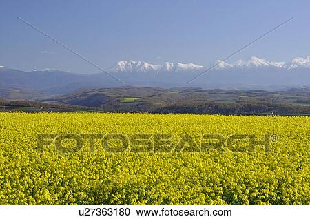 Stock Image - Mt. Daisetsu and oilseed rape field, Hokkaido Prefecture, Japan. Fotosearch