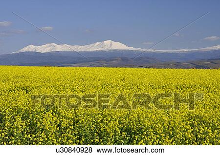 Stock Photo - Mt. Daisetsu and oilseed rape field, Hokkaido Prefecture, Japan. Fotosearch
