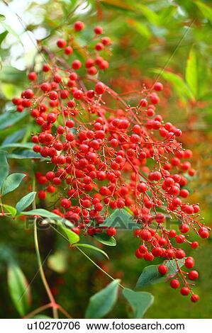Stock Photograph - Nandina Berries. Fotosearch