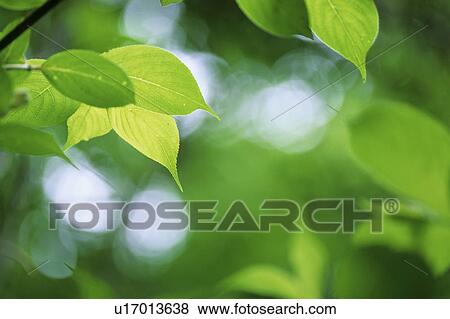 Stock Photo - New leaves. Fotosearch