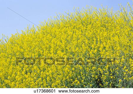 Oilseed rape, Kanagawa Prefecture, Honshu, Japan View Large Photo Image Stock Image - Oilseed rape, Kanagawa Prefecture, Honshu, Japan. Fotosearch