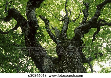 Old tree View Large Photo Image Stock Photo - Old tree. Fotosearch