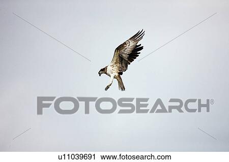 Stock Image - Osprey Flying. Fotosearch