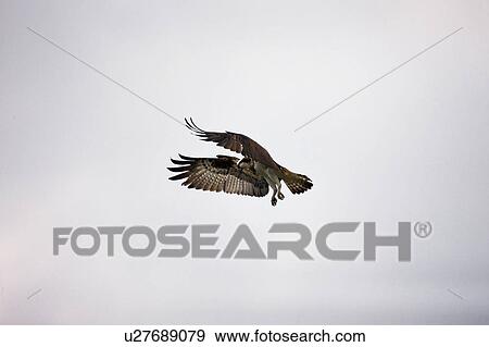 Osprey Flying View Large Photo Image Stock Photo - Osprey Flying. Fotosearch