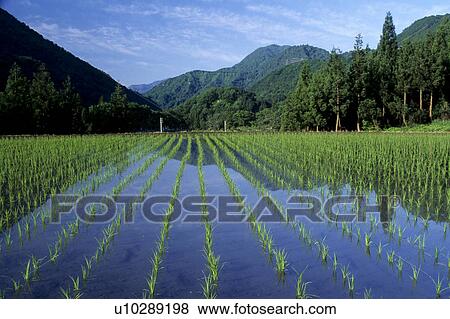 Paddy Field View Large Photo Image Stock Photo - Paddy Field. Fotosearch