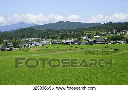 Paddy Fields View Large Photo Image Stock Photography - Paddy Fields. Fotosearch