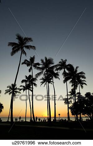 Palm Trees at Sunset View Large Photo Image Stock Photograph - Palm Trees at Sunset. Fotosearch
