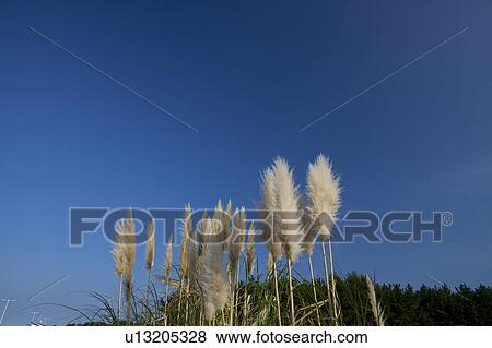 Pampas Grass View Large Photo Image Stock Photo - Pampas Grass. Fotosearch