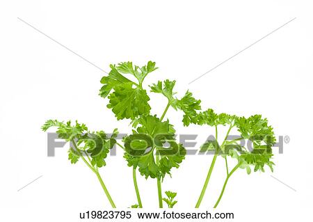 Stock Photography - Parsley. Fotosearch