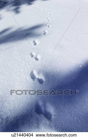Picture - Paw Prints on Snow. Fotosearch