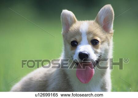 Pembroke Welsh Corgi puppy View Large Photo Image Stock Photography - Pembroke Welsh Corgi puppy. Fotosearch