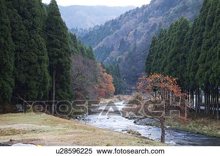 Stock Photography - Persimmon Tree by River. Fotosearch
