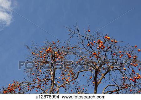 Picture - Persimmon Tree Carrying Fruits. Fotosearch
