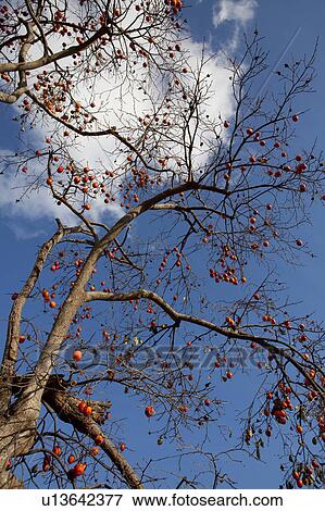 Persimmon Tree with Fruits View Large Photo Image Stock Photo - Persimmon Tree with Fruits. Fotosearch