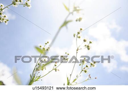 Stock Image - Philadelphia Fleabane Against Sky. Fotosearch
