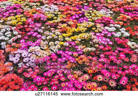 Stock Photography - Pink and Red Daisies. Fotosearch