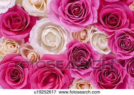 Stock Photo - Pink and Red Roses. Fotosearch