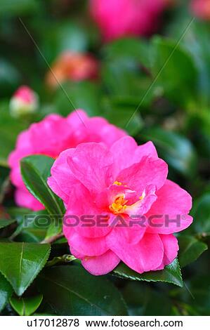 Stock Photo - Pink Camelia Flowers. Fotosearch