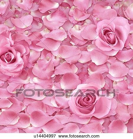 Stock Photo - Pink Rose Petals. Fotosearch