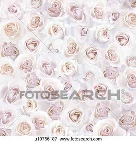 Stock Photo - Pink Roses. Fotosearch
