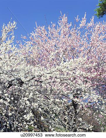 Stock Image - Plum Grove. Fotosearch