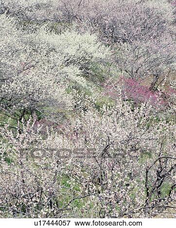 Stock Photo - Plum Grove. Fotosearch