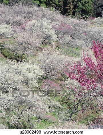 Stock Photo - Plum Grove. Fotosearch