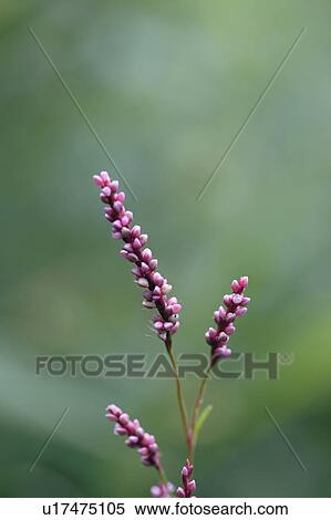 Polygonum longisetum, Osaka Prefecture, Honshu, Japan View Large Photo Image Stock Photography - Polygonum longisetum, Osaka Prefecture, Honshu, Japan. Fotosearch